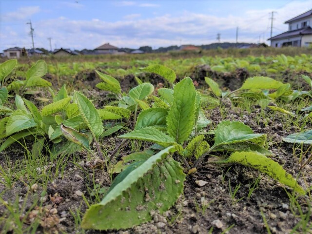 菊芋